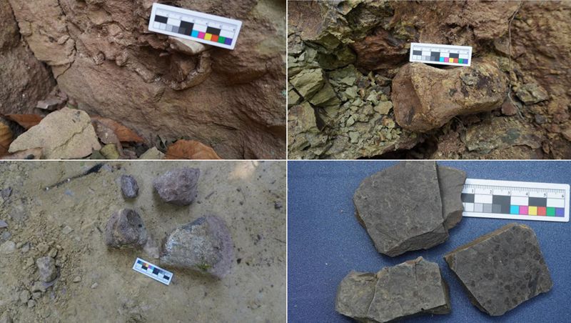 恐龙化石（左上、右上、左下）与叶肢介化石（右下）_副本.jpg